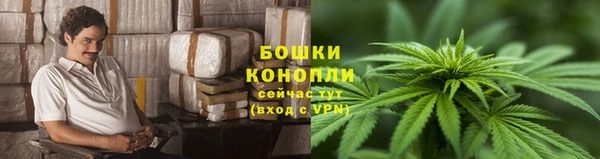 прущие грибы Верея